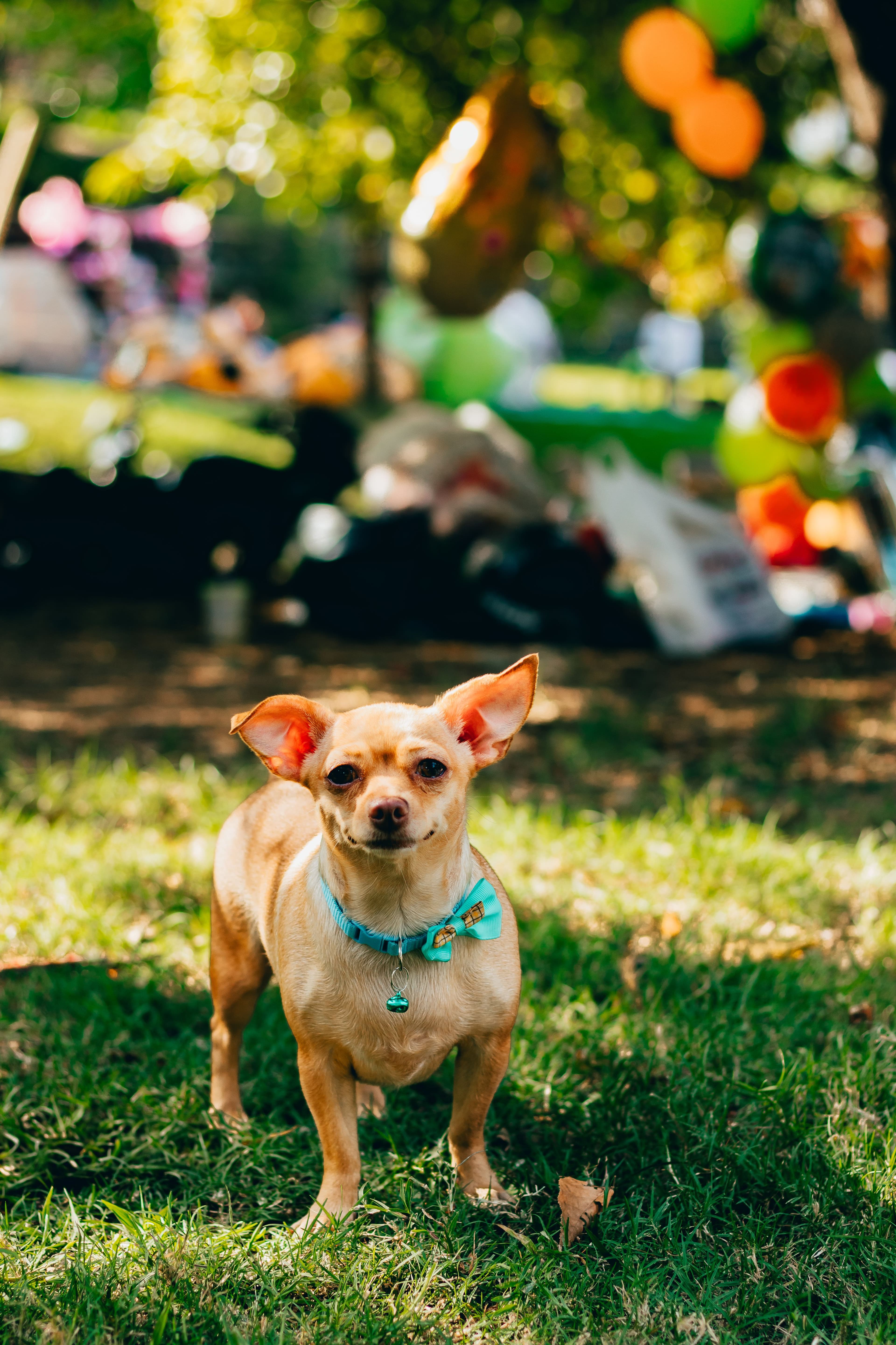 Dogs and their owners together at a Haus Dogs event