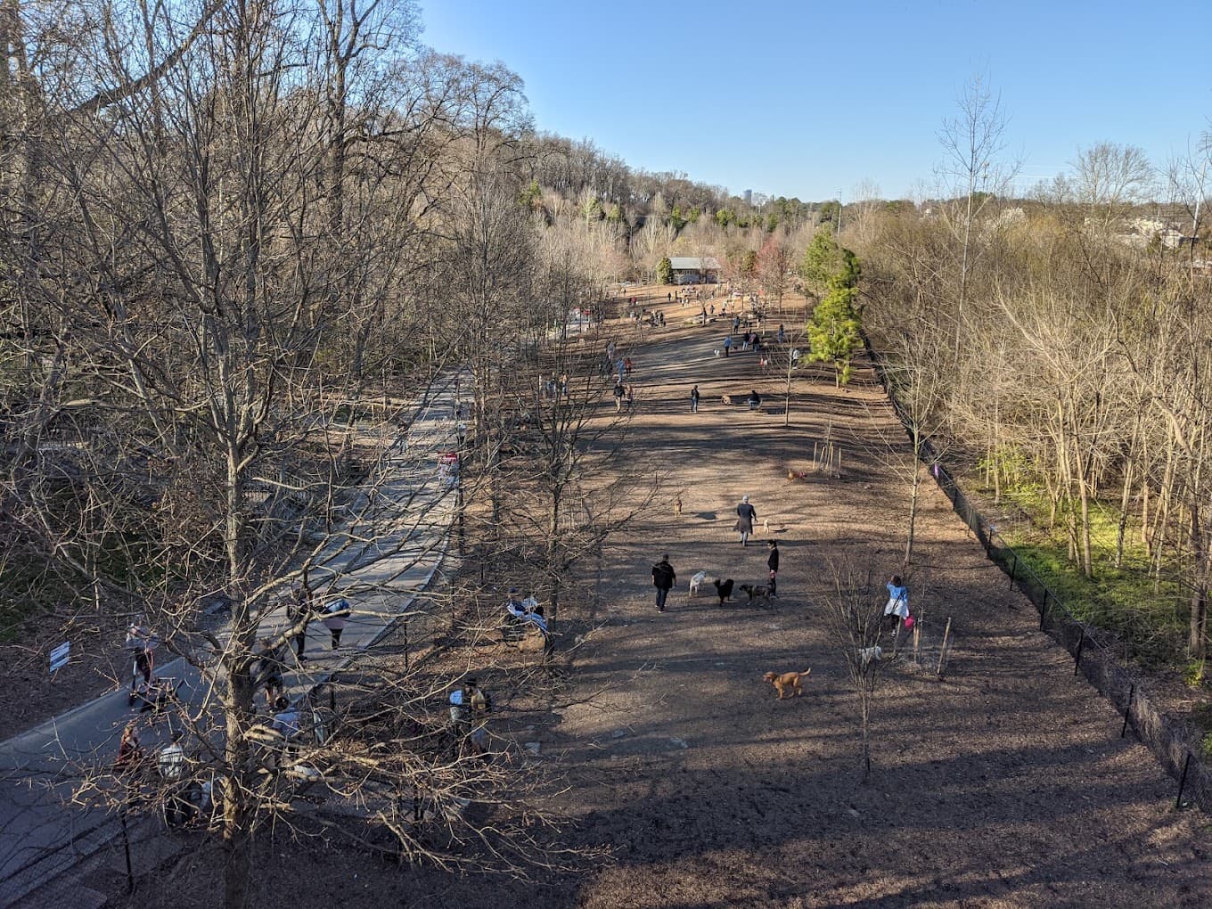 Where Atlanta Dogs Actually Go: Piedmont Park Off-Leash