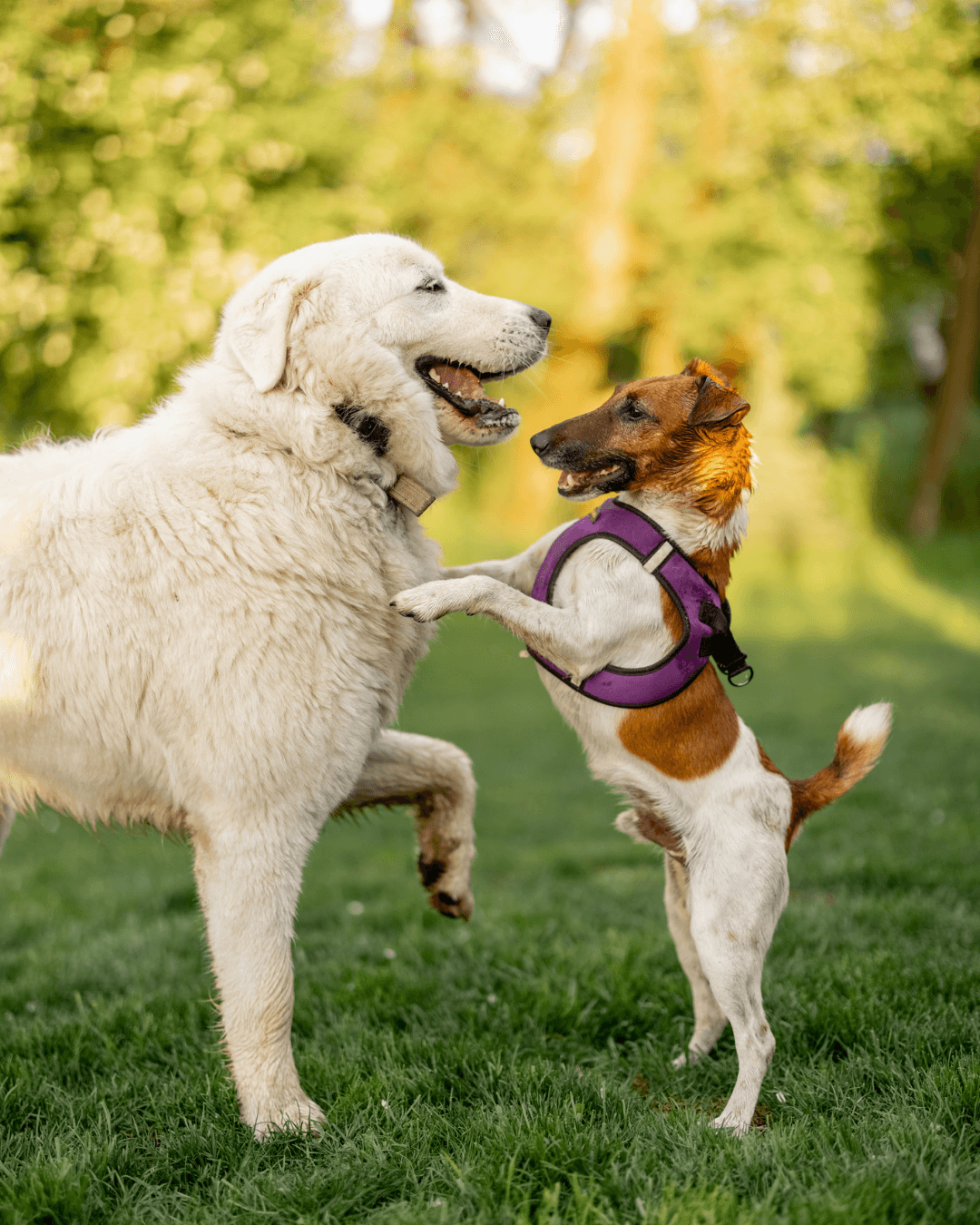 Dogs and their owner enjoying a golden-hour walk together