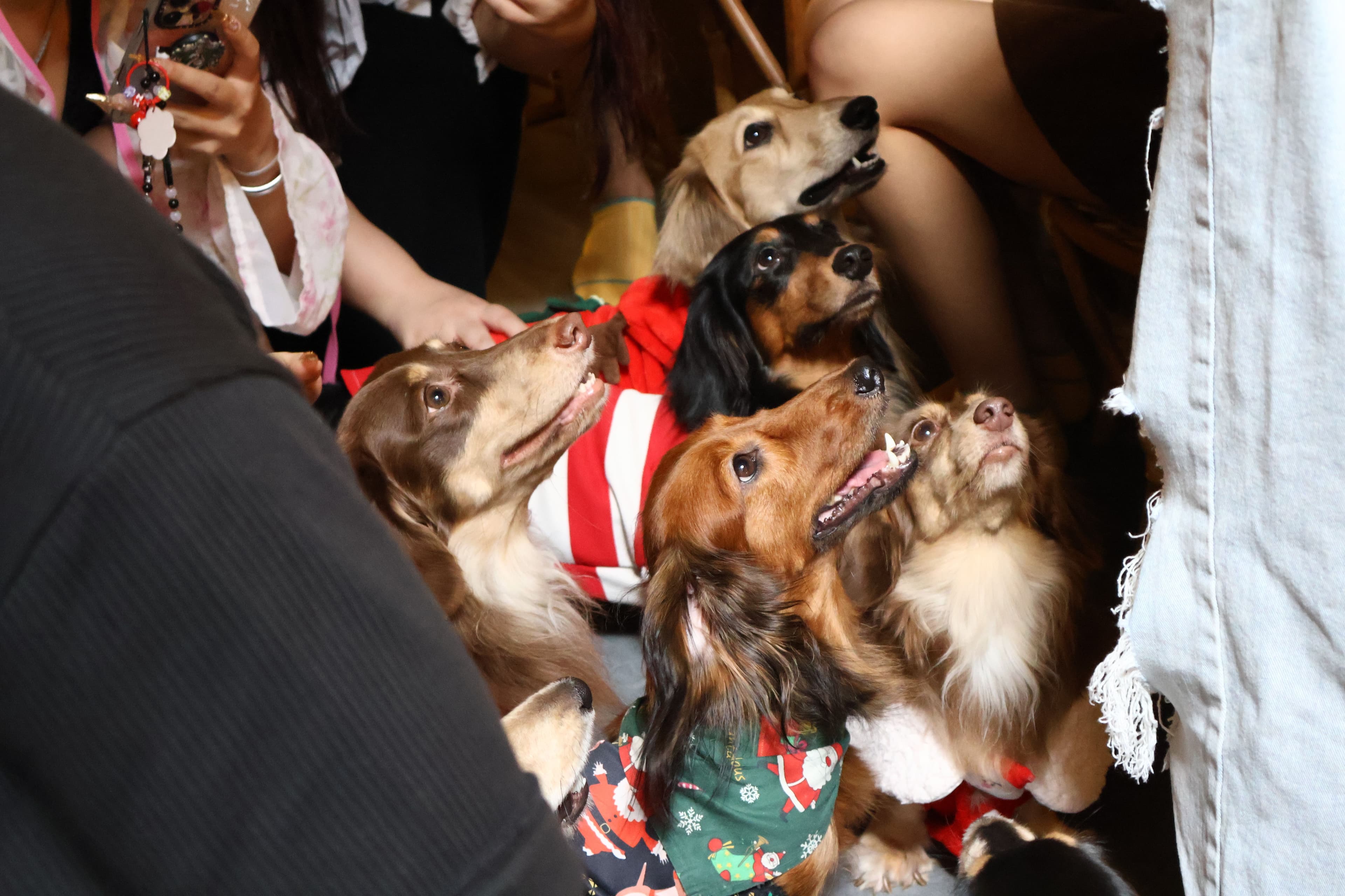 A past seasonal celebration with the Haus Dogs pack