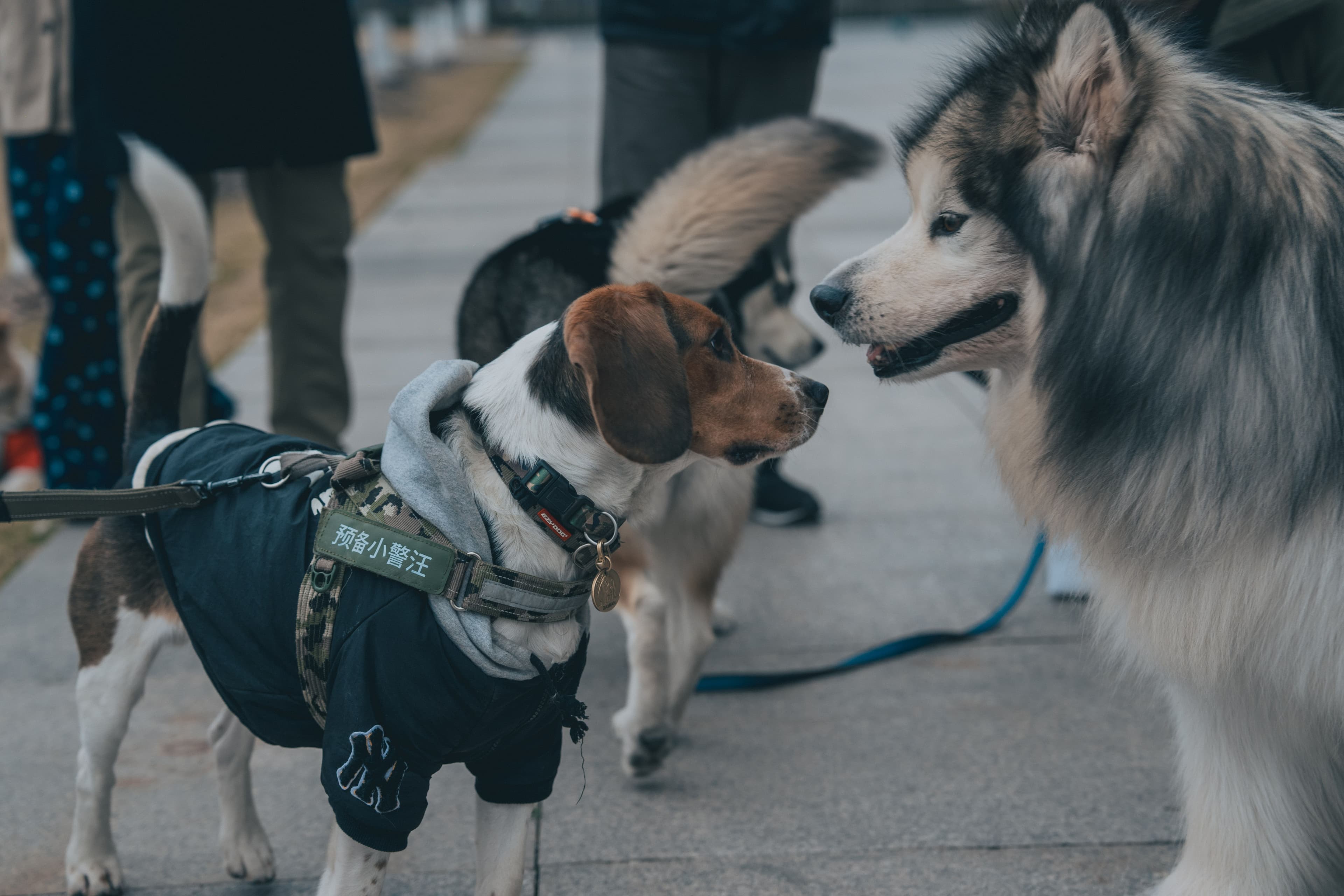 The pack brings us together.