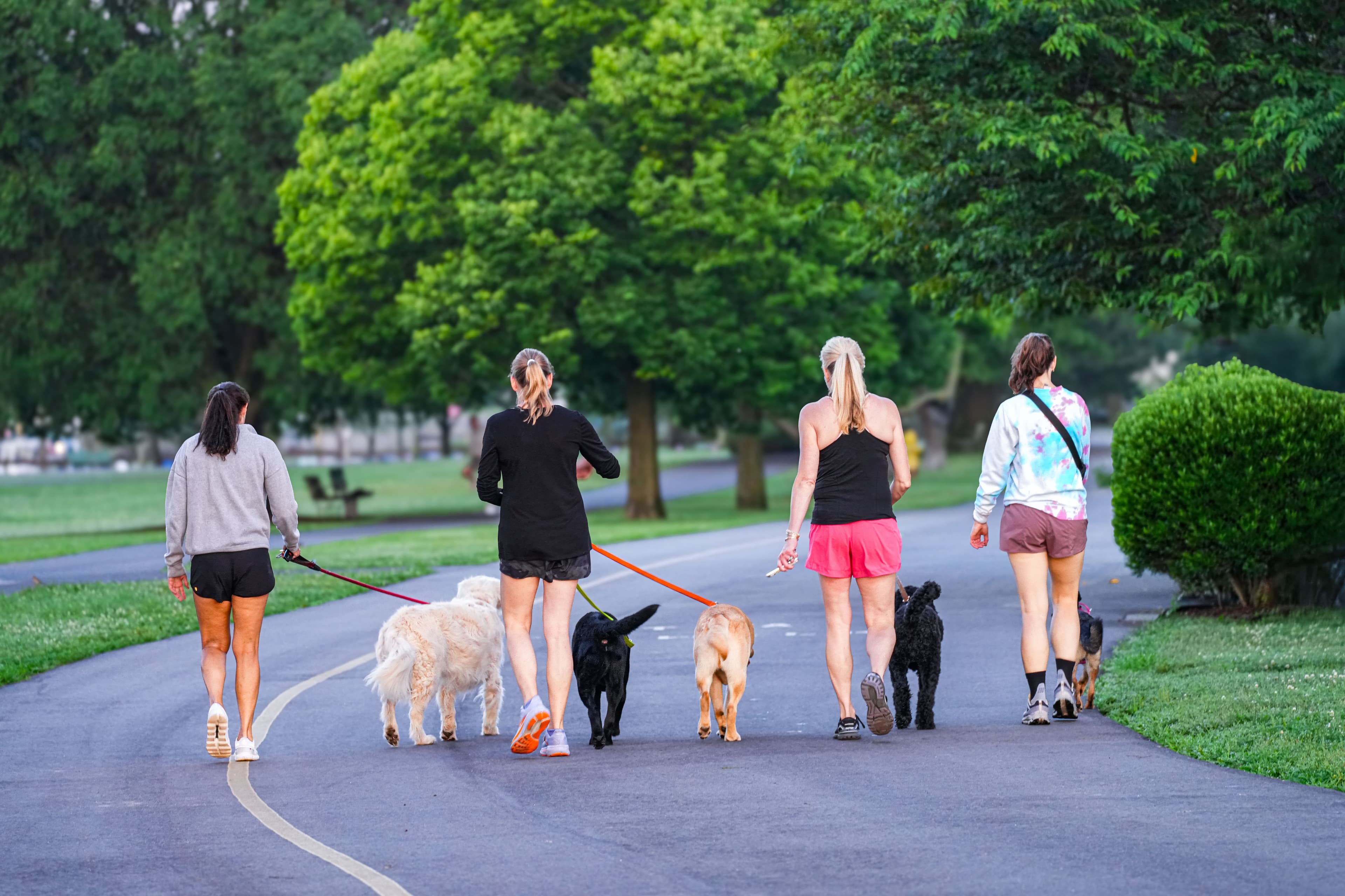 Why your dog needs a pack (and so do you)
