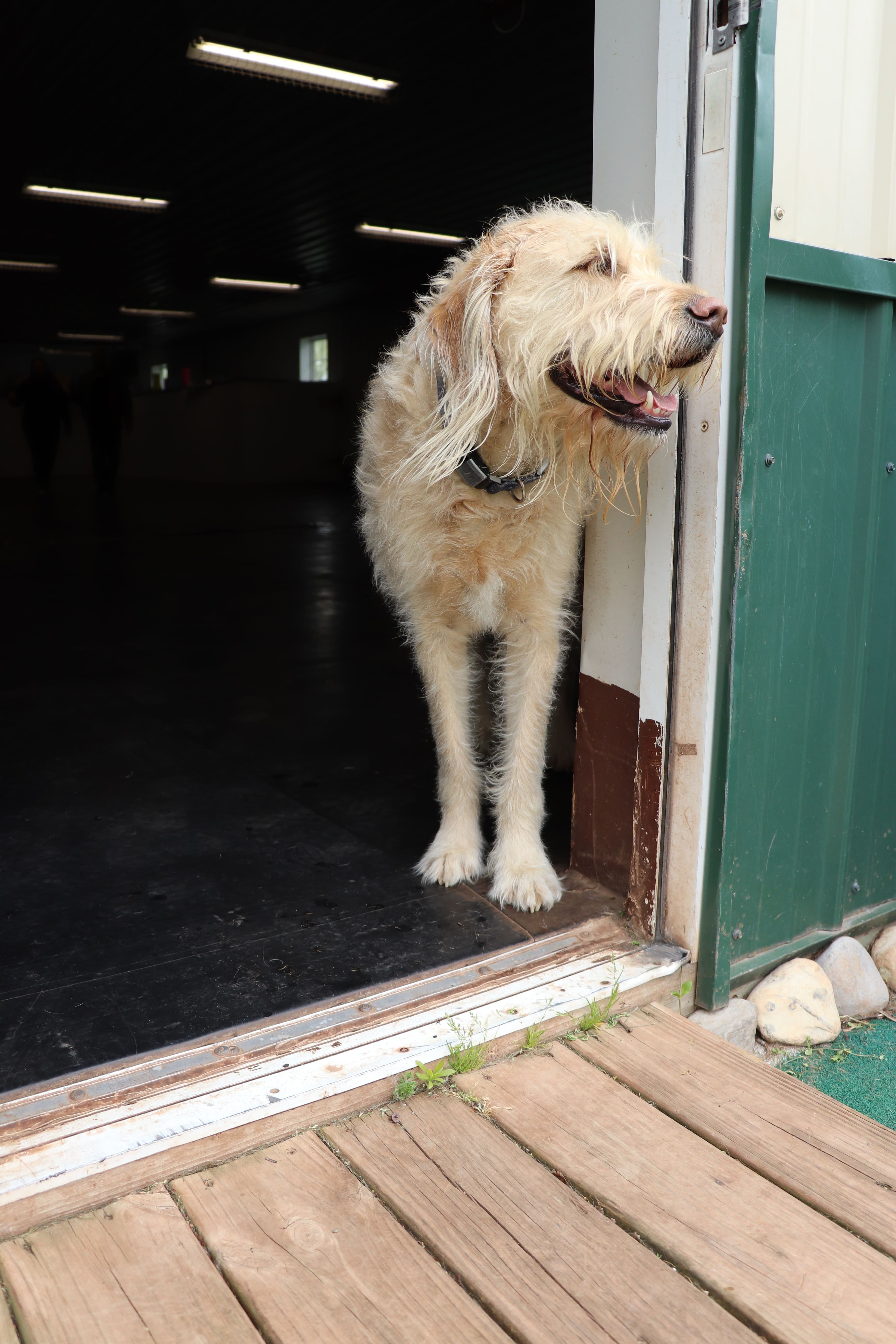 What makes a good first meeting with your dog.?